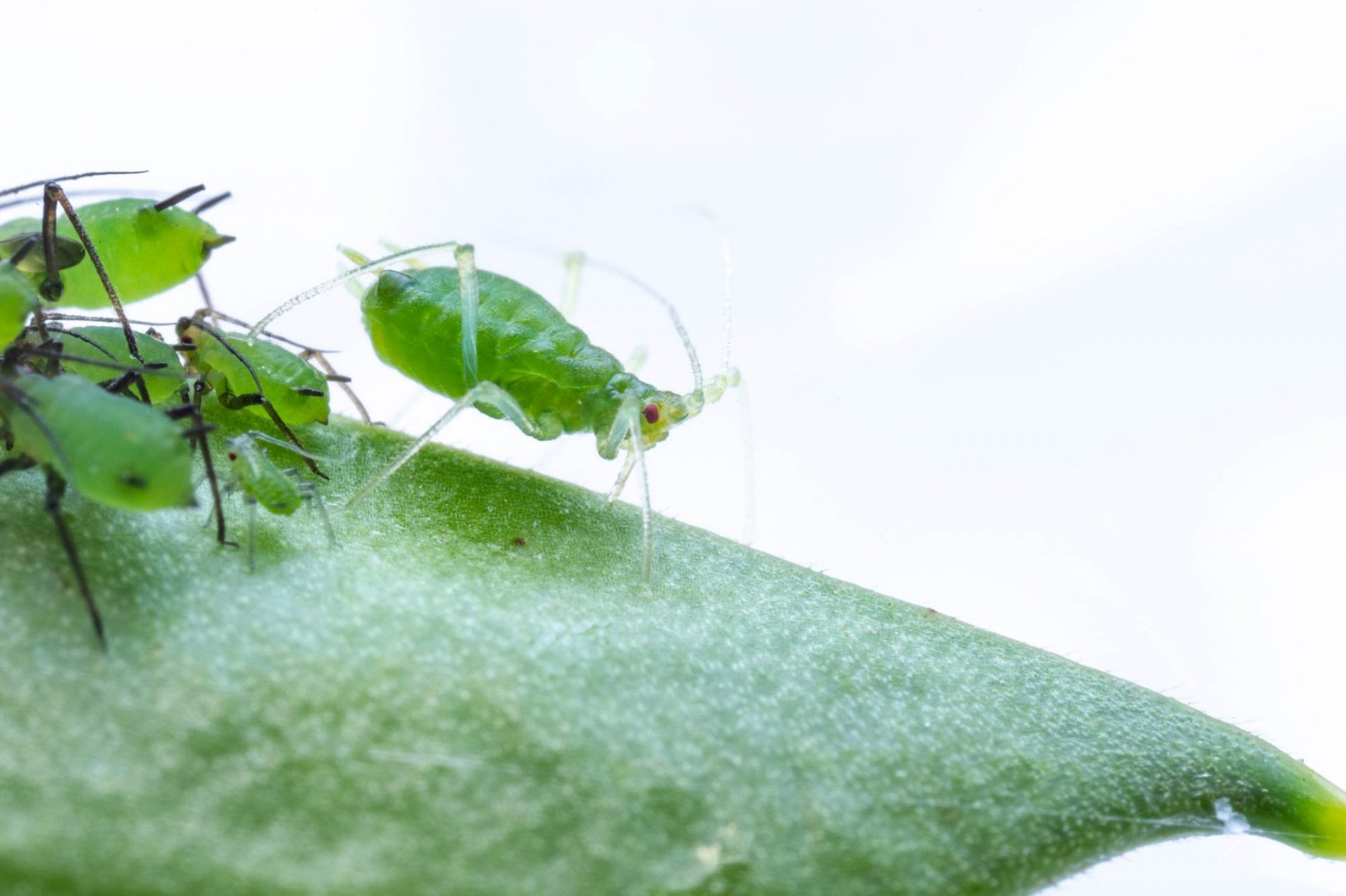 ソラマメヒゲナガアブラムシ（ソラマメフクレアブラムシ） | 虫の写真と生態なら昆虫写真図鑑「ムシミル」