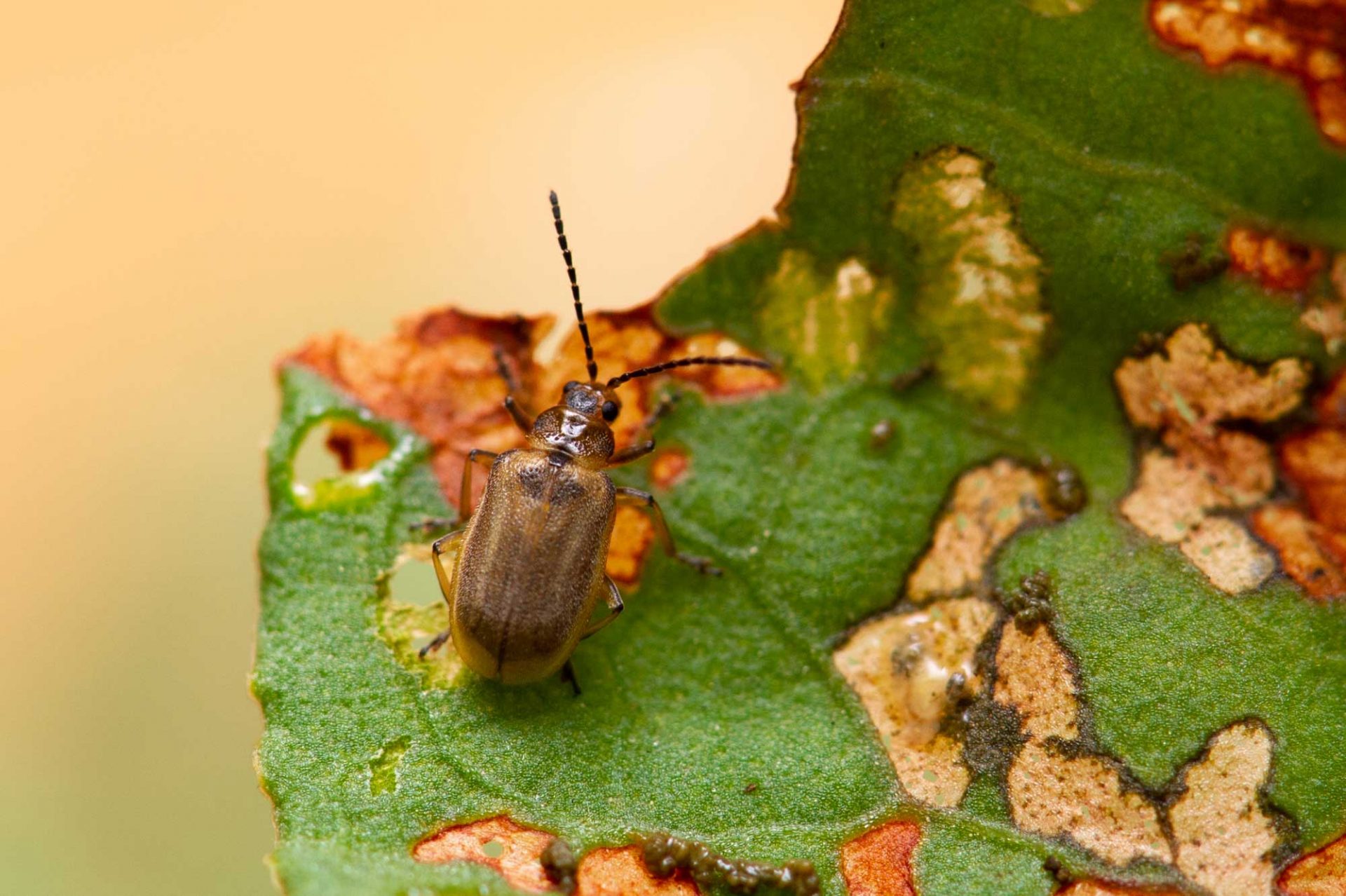 ハムシ科まとめ 葉虫図鑑 | 昆虫写真図鑑 ムシミル