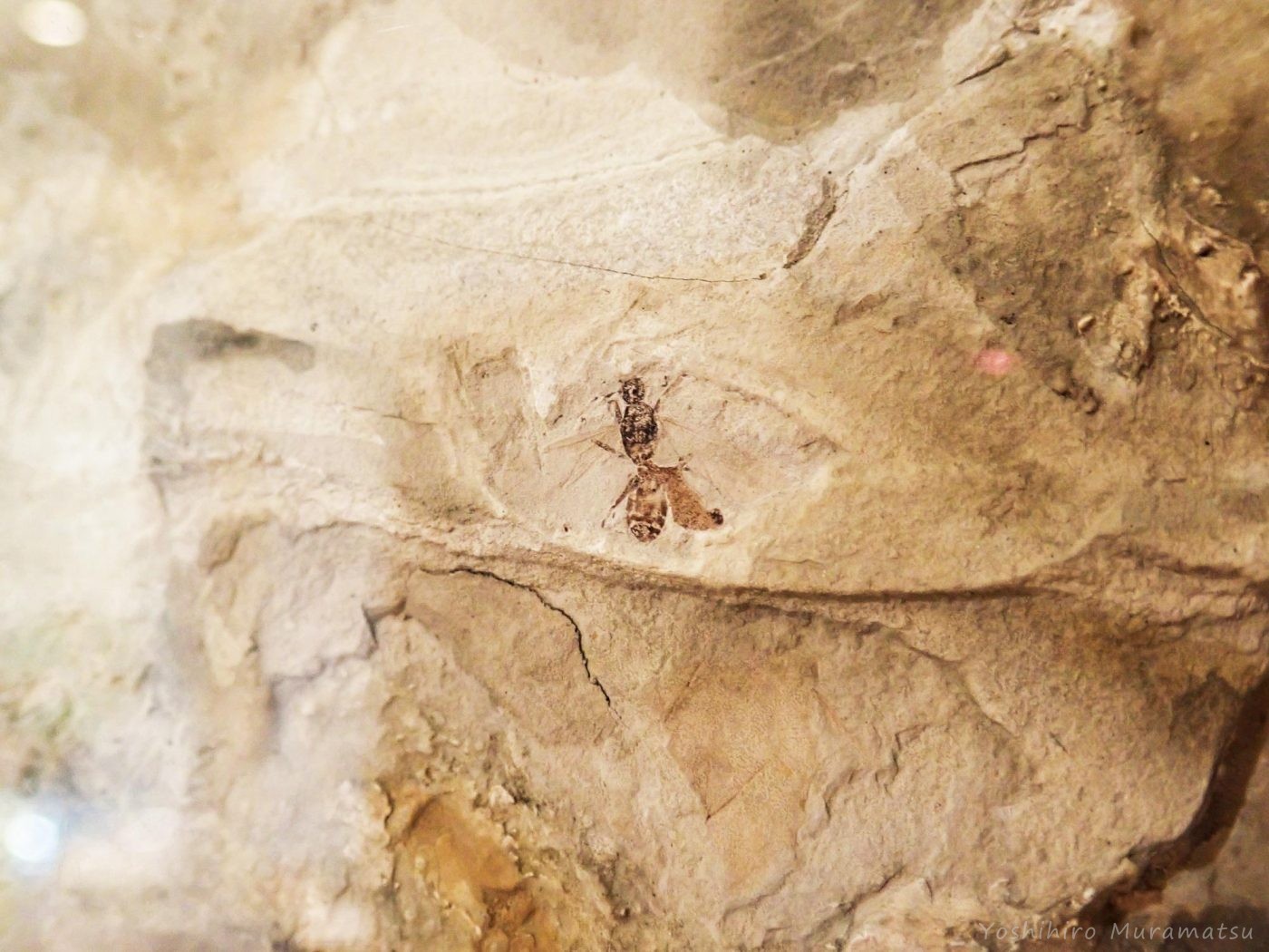 昆虫化石の写真