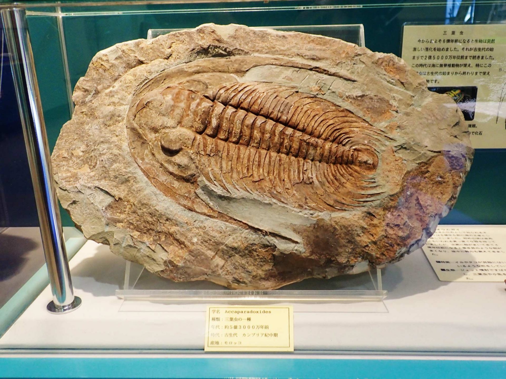 三葉虫 化石 fossil ボリビア産 トライロバイト Fossil番号①-