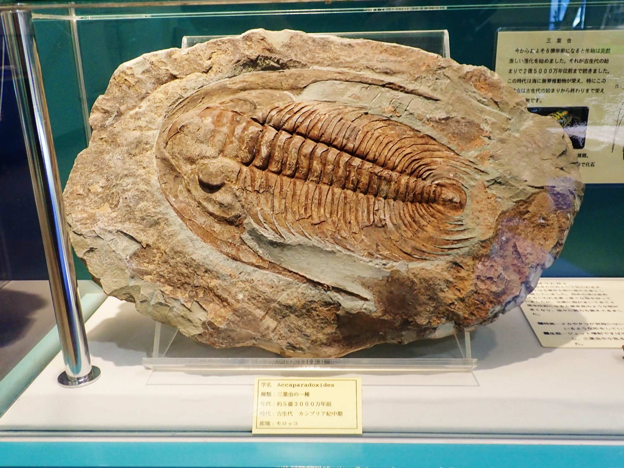 三葉虫の化石の写真