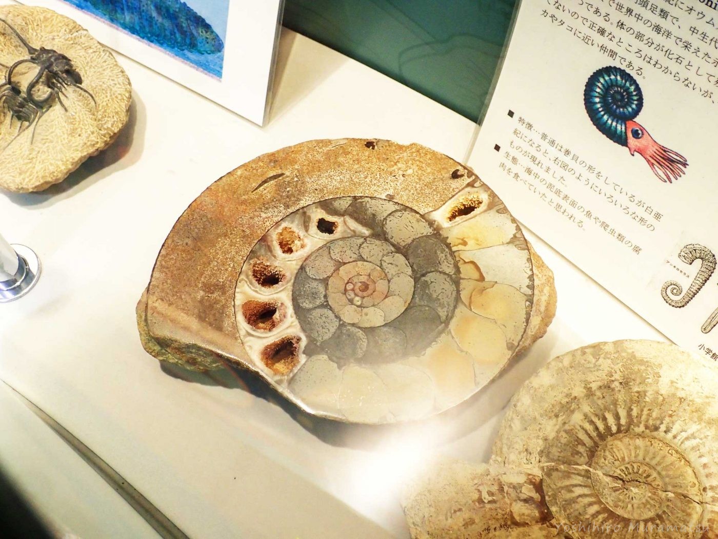 アンモナイトの化石の写真