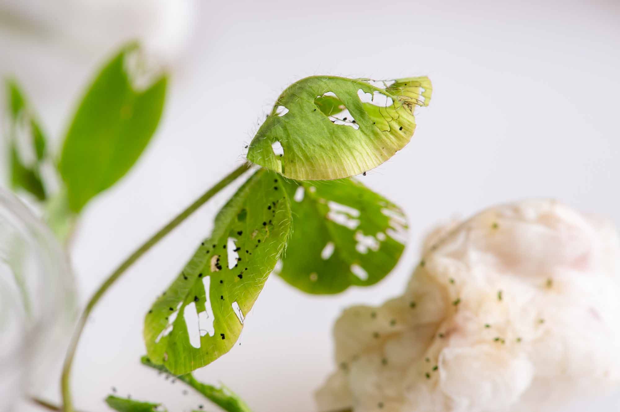 モンキチョウの写真