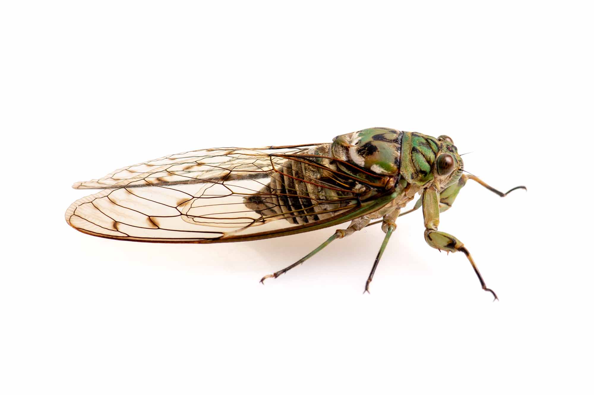 ミンミンゼミの写真