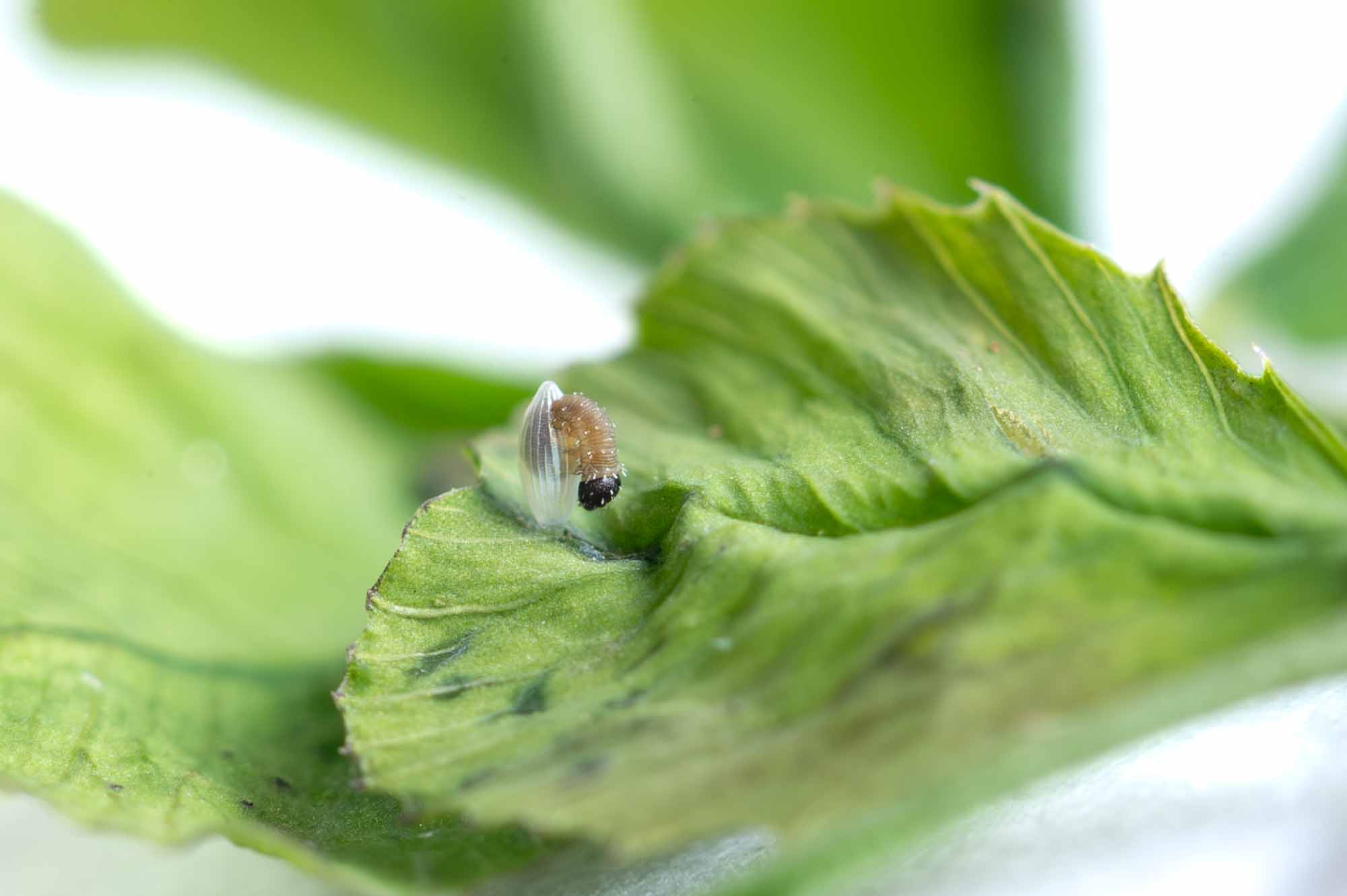 モンキチョウの写真