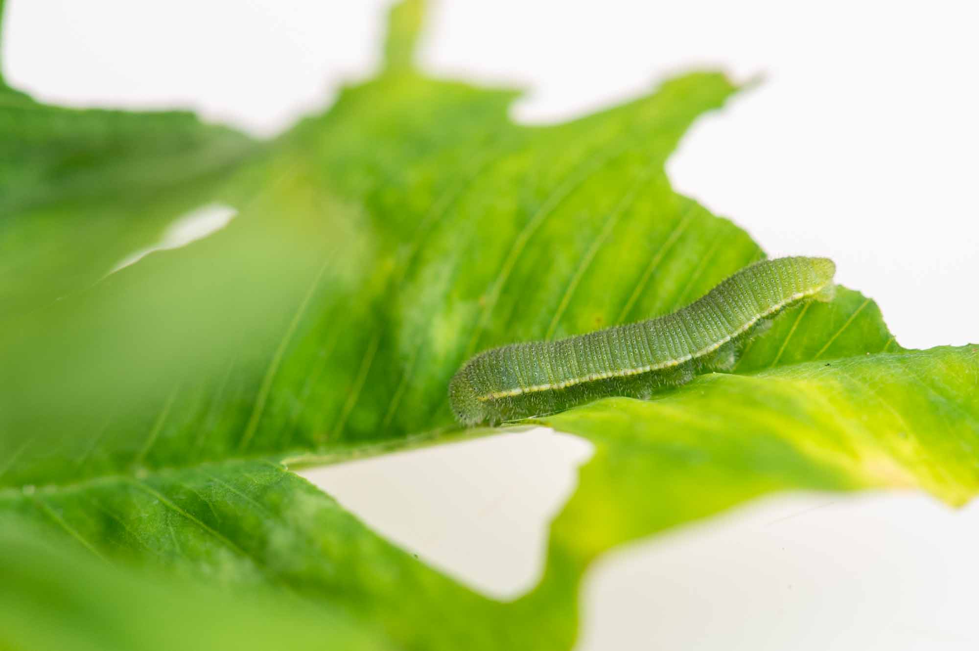 モンキチョウの写真