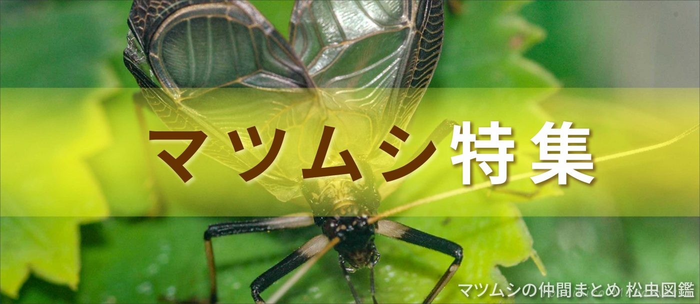 マツムシ特集 日本の鳴く虫 昆虫写真図鑑 ムシミル