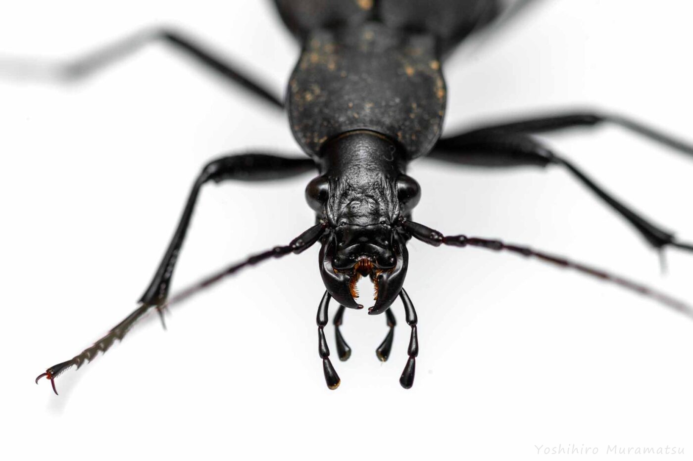 クロナガオサムシの写真