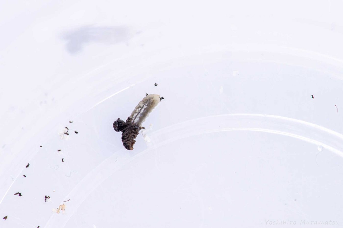 ハグロハバチの飼育の写真