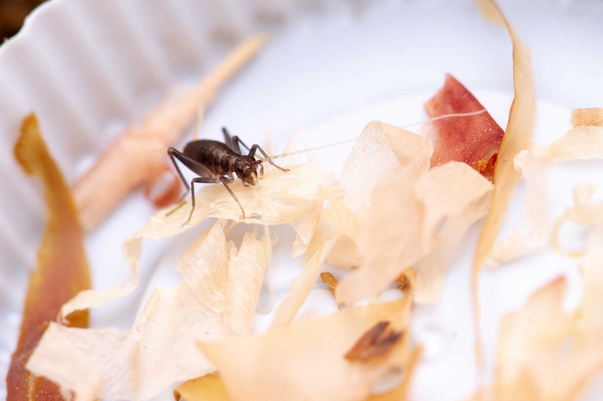 スズムシの成長の様子から特徴まで写真で紹介! | 虫の写真と生態なら昆虫写真図鑑「ムシミル」