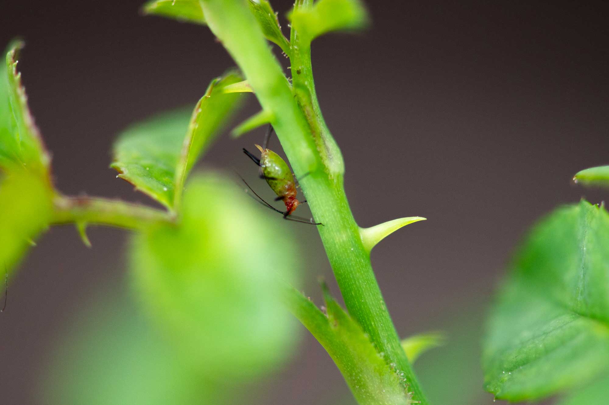 イバラヒゲナガアブラムシの特徴を写真で紹介 虫の写真と生態なら昆虫写真図鑑 ムシミル