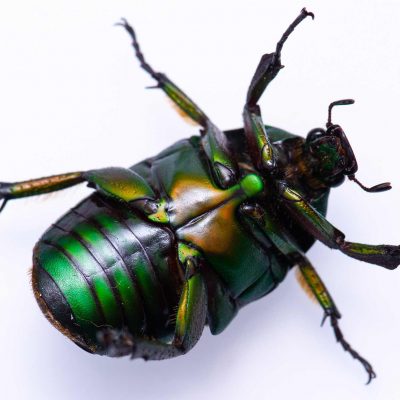 カナブンの特徴や成長 虫の写真と生態なら昆虫写真図鑑 ムシミル