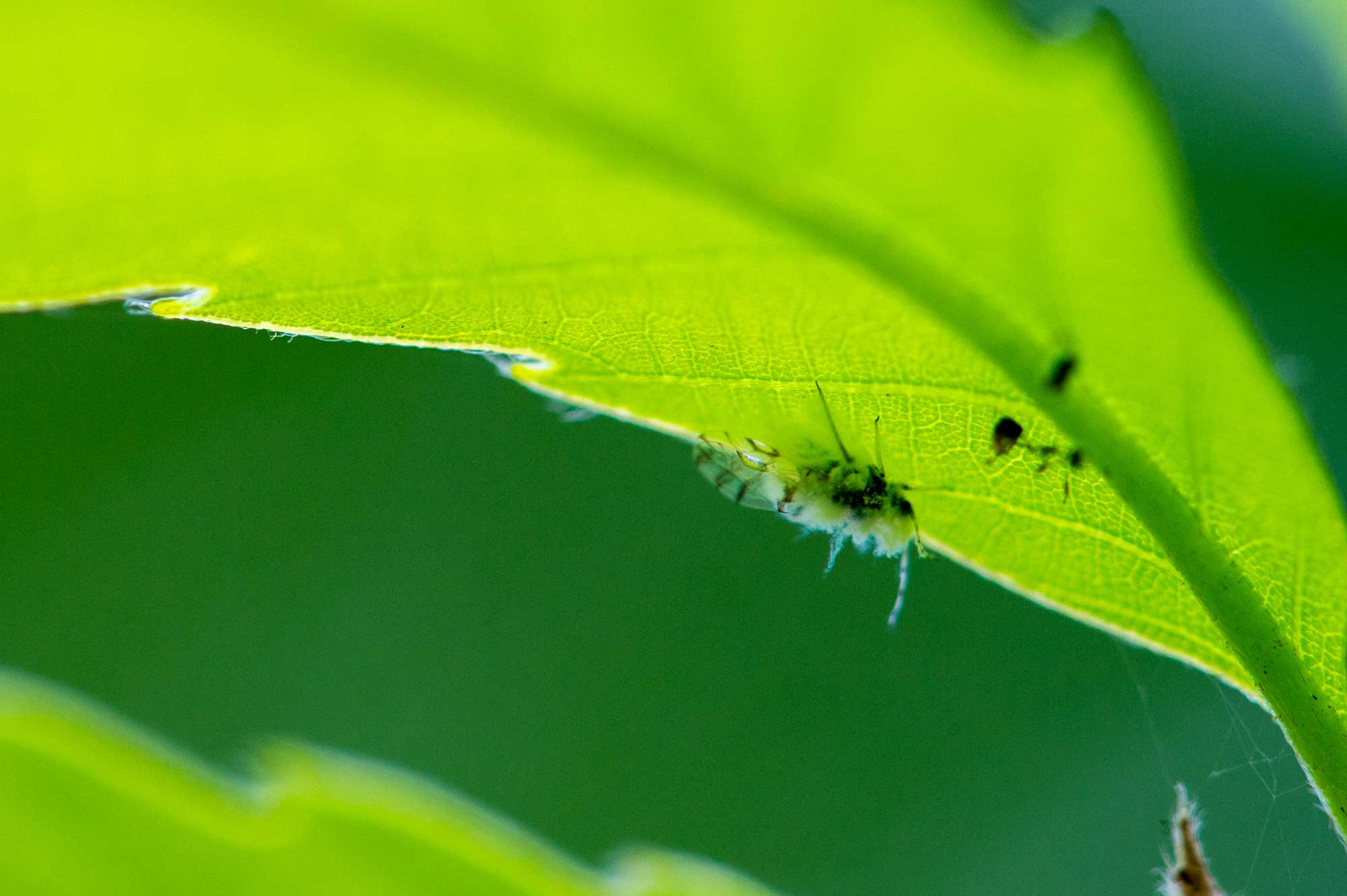 雪虫と呼ばれるふわふわの昆虫 エノキワタアブラムシを写真で紹介 虫の写真と生態なら昆虫写真図鑑 ムシミル