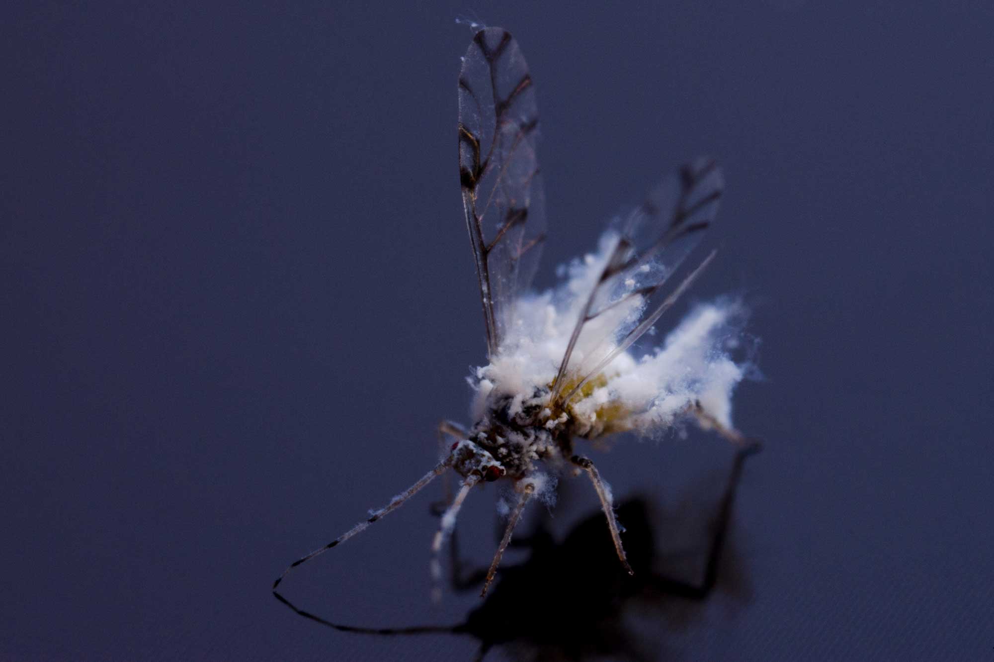 雪虫と呼ばれるふわふわの昆虫 エノキワタアブラムシを写真で紹介 虫の写真と生態なら昆虫写真図鑑 ムシミル