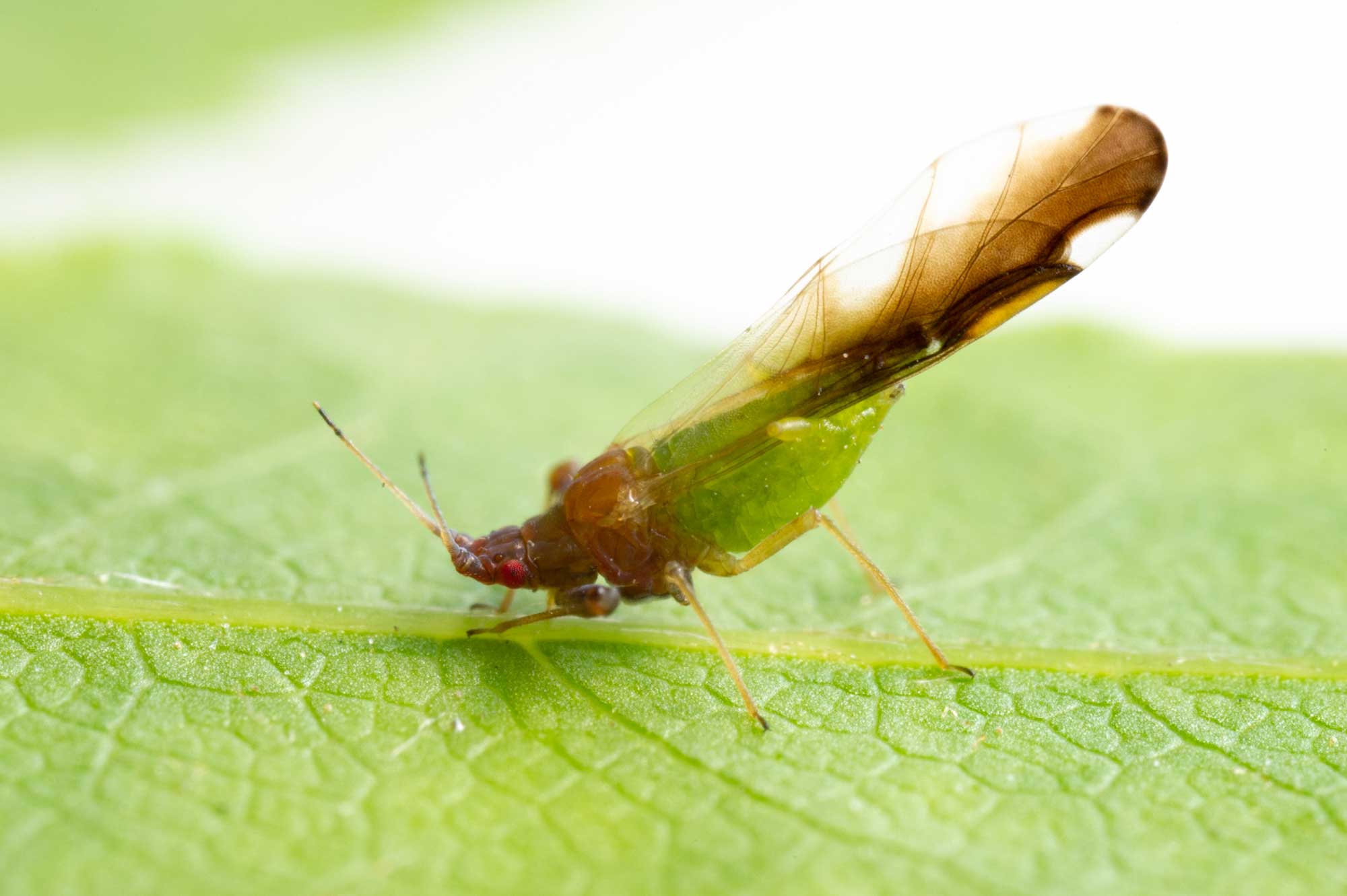 トウキョウカマガタアブラムシ 虫の写真と生態なら昆虫写真図鑑 ムシミル