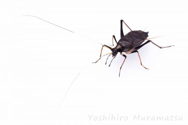 スズムシの成長の様子から特徴まで写真で紹介! | 虫の写真と生態なら昆虫写真図鑑「ムシミル」