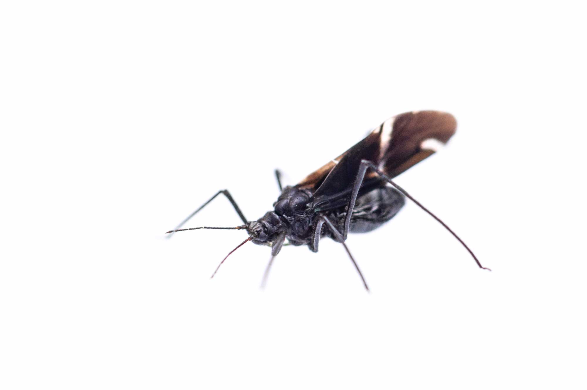 クリオオアブラムシ 虫の写真と生態なら昆虫写真図鑑 ムシミル
