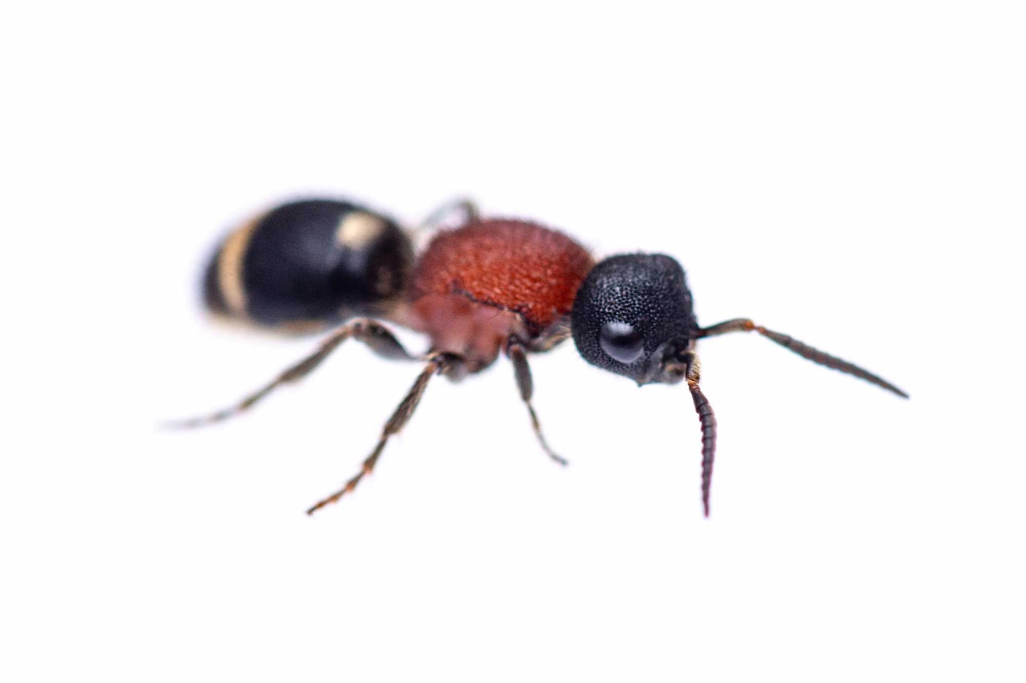 ムネアカアリバチは蟻に似た蜂 可愛い特徴を写真で紹介 虫の写真と生態なら昆虫写真図鑑 ムシミル