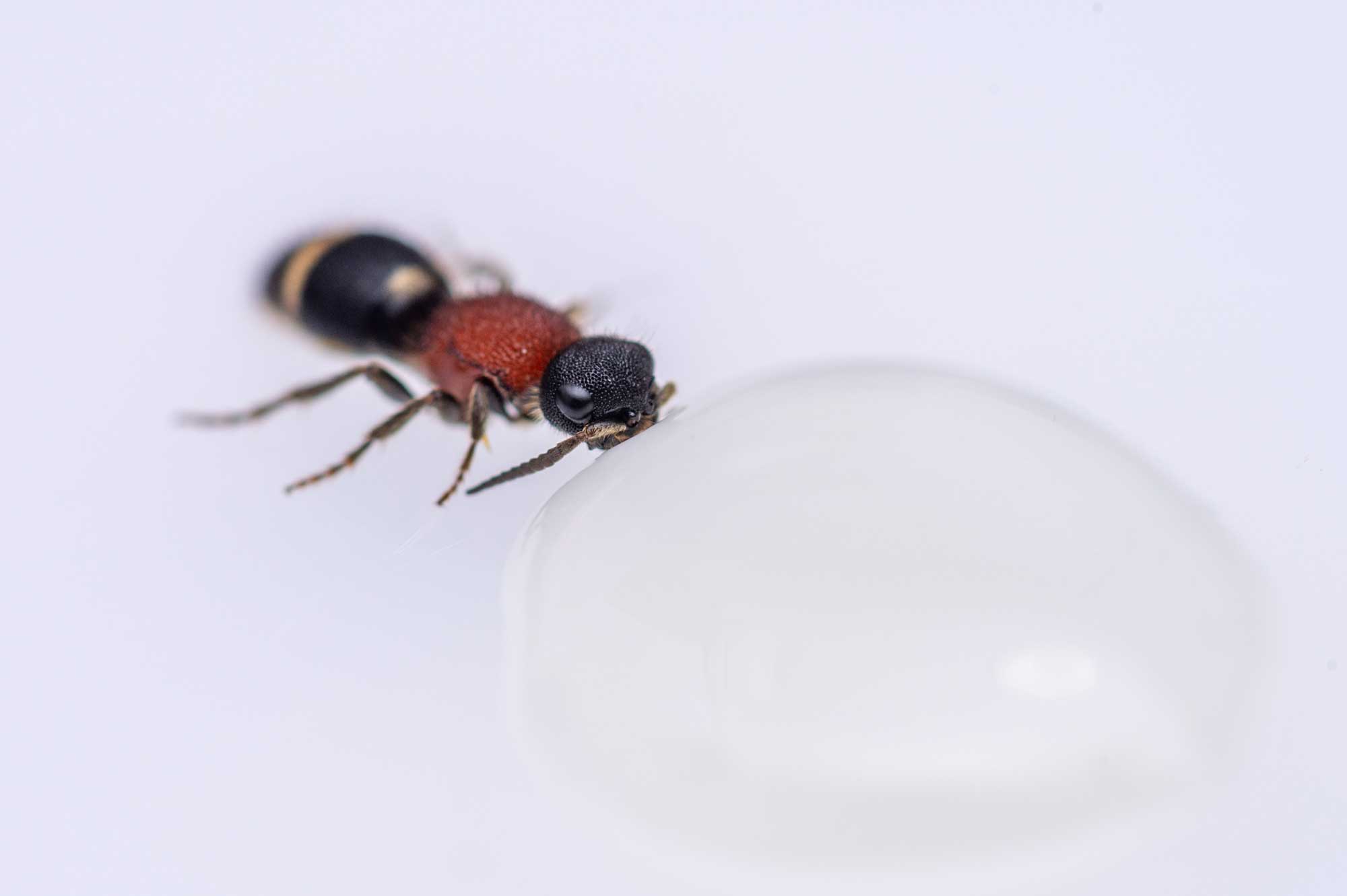 ムネアカアリバチは蟻に似た蜂 可愛い特徴を写真で紹介 虫の写真と生態なら昆虫写真図鑑 ムシミル