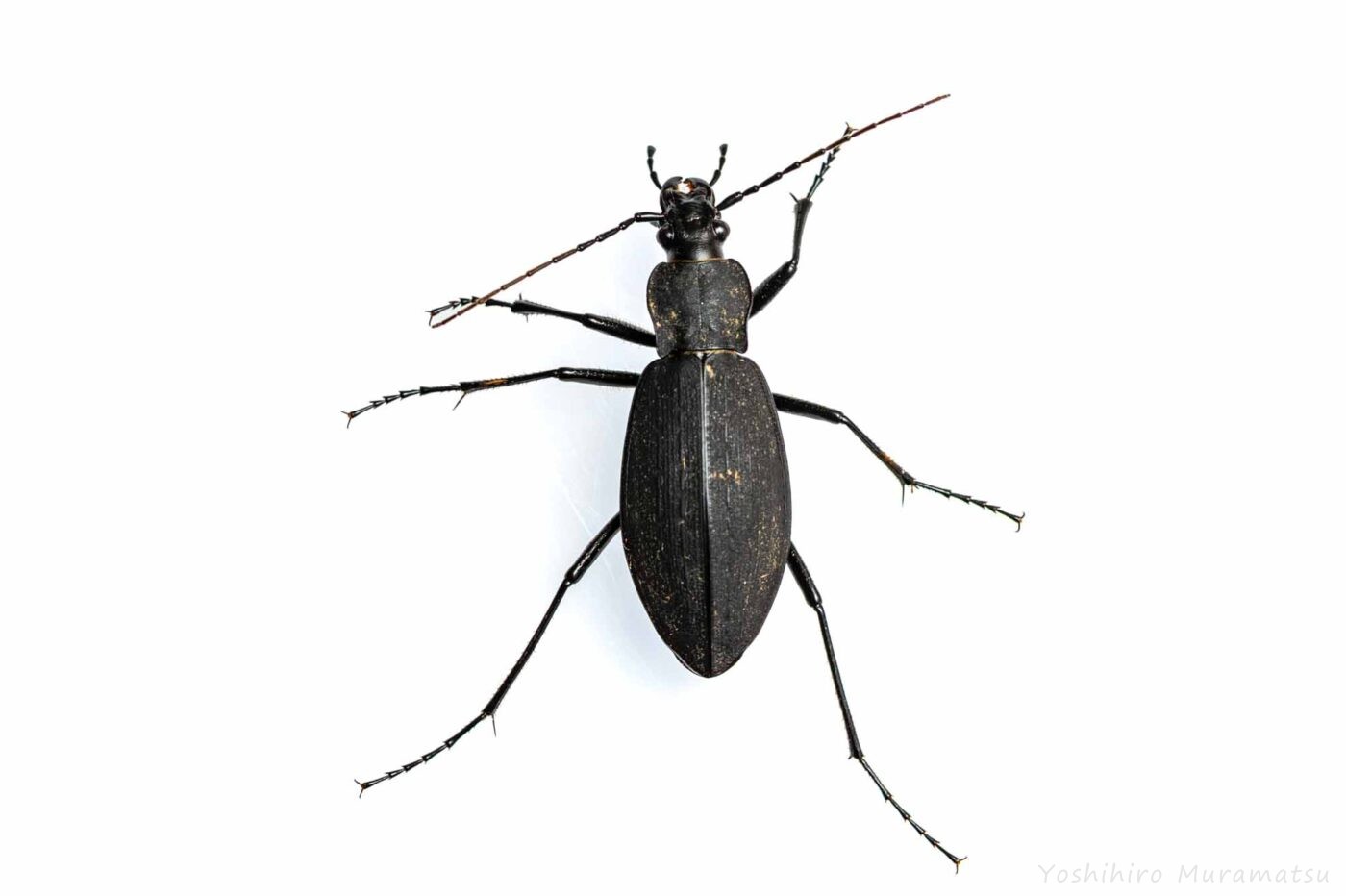 クロナガオサムシの写真