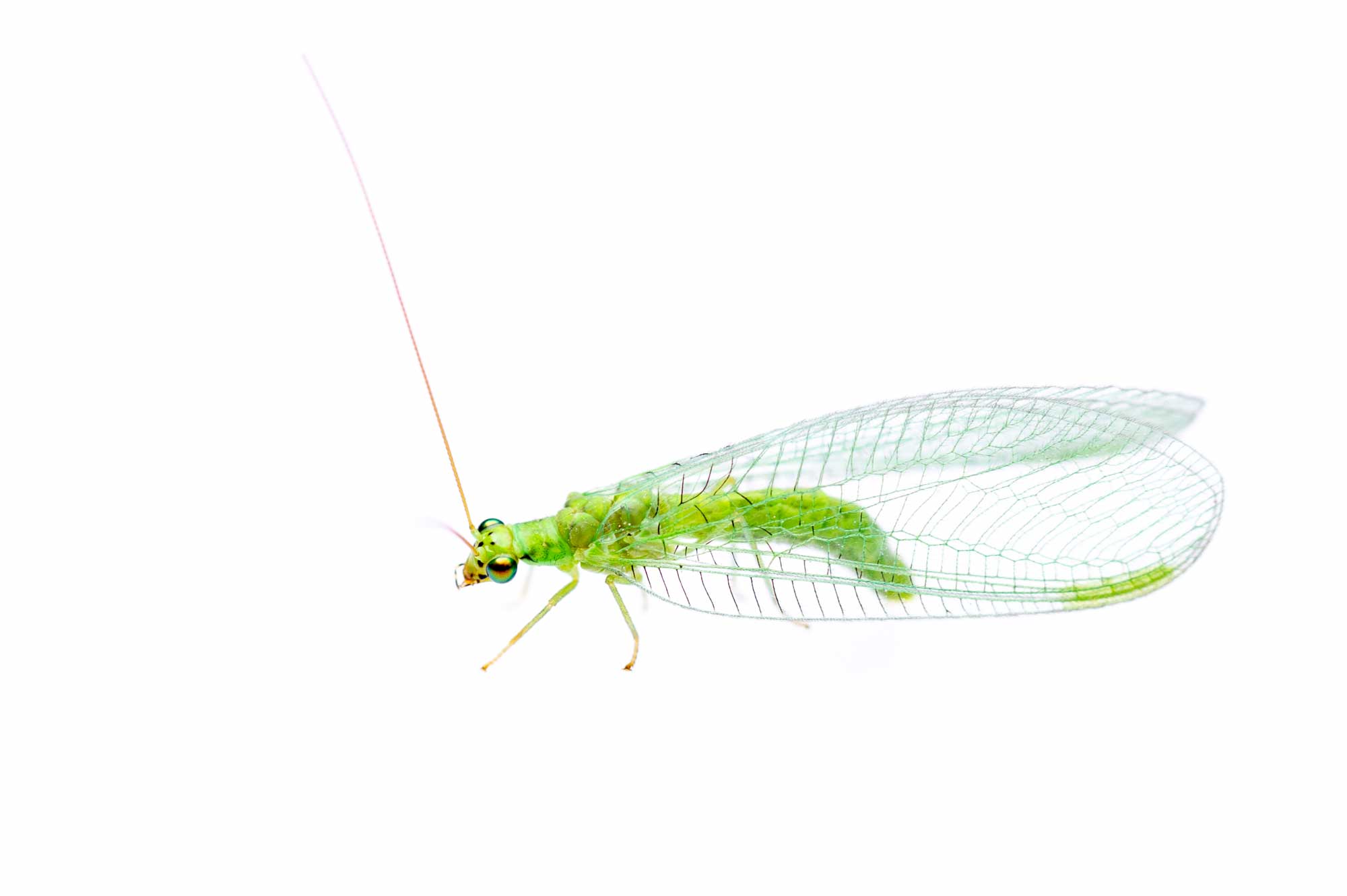 クモンクサカゲロウを写真で紹介 虫の写真と生態なら昆虫写真図鑑 ムシミル