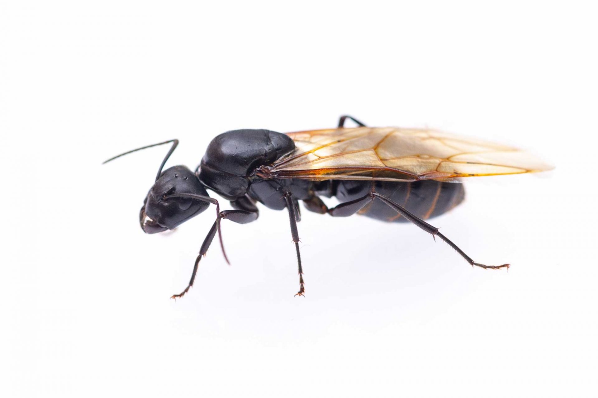 クロオオアリの特徴や結婚飛行をする女王アリの話も 虫の写真と生態なら昆虫写真図鑑「ムシミル」