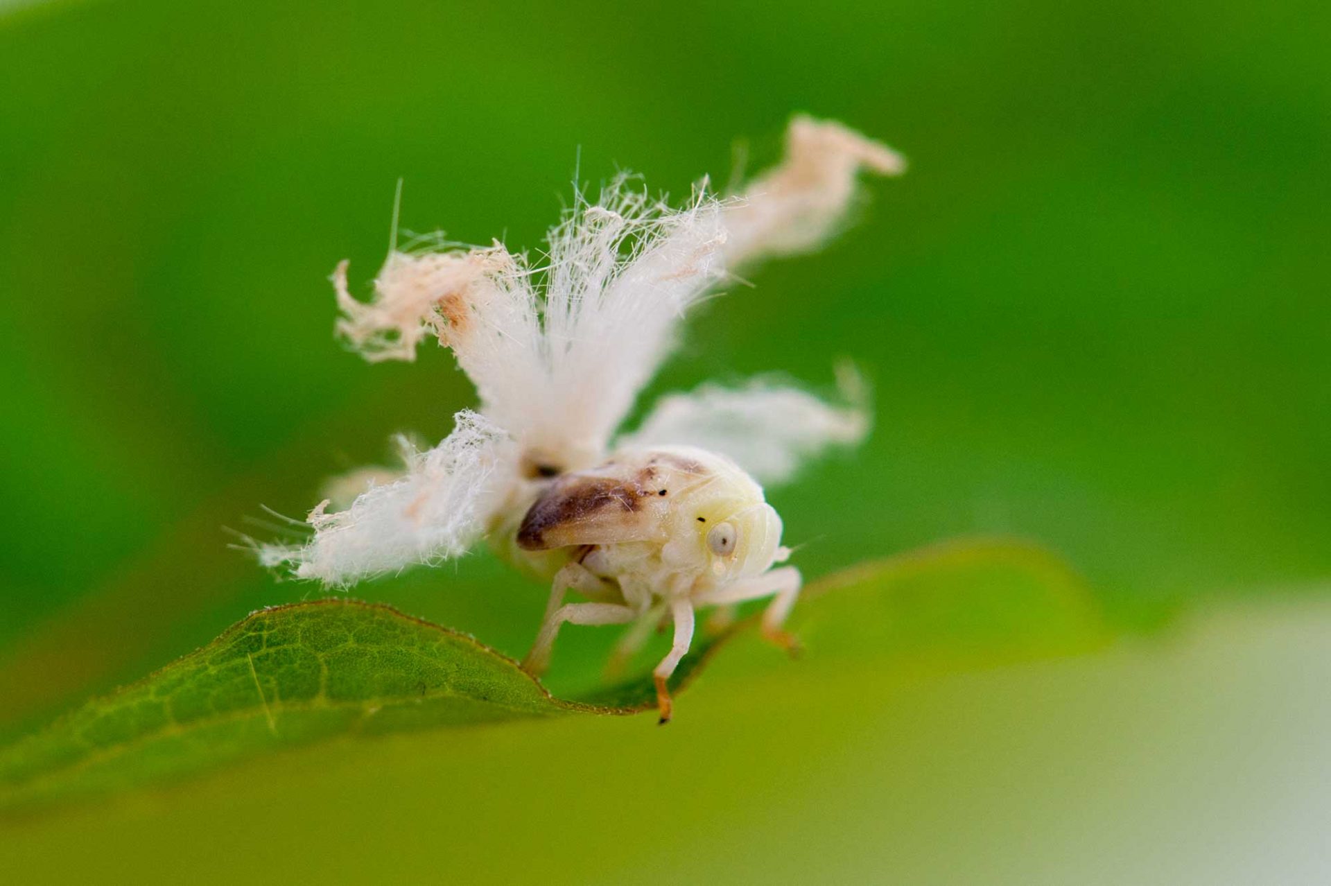 ハゴロモの一種（チュウゴクアミガサハゴロモ） | 虫の写真と生態なら昆虫写真図鑑「ムシ …