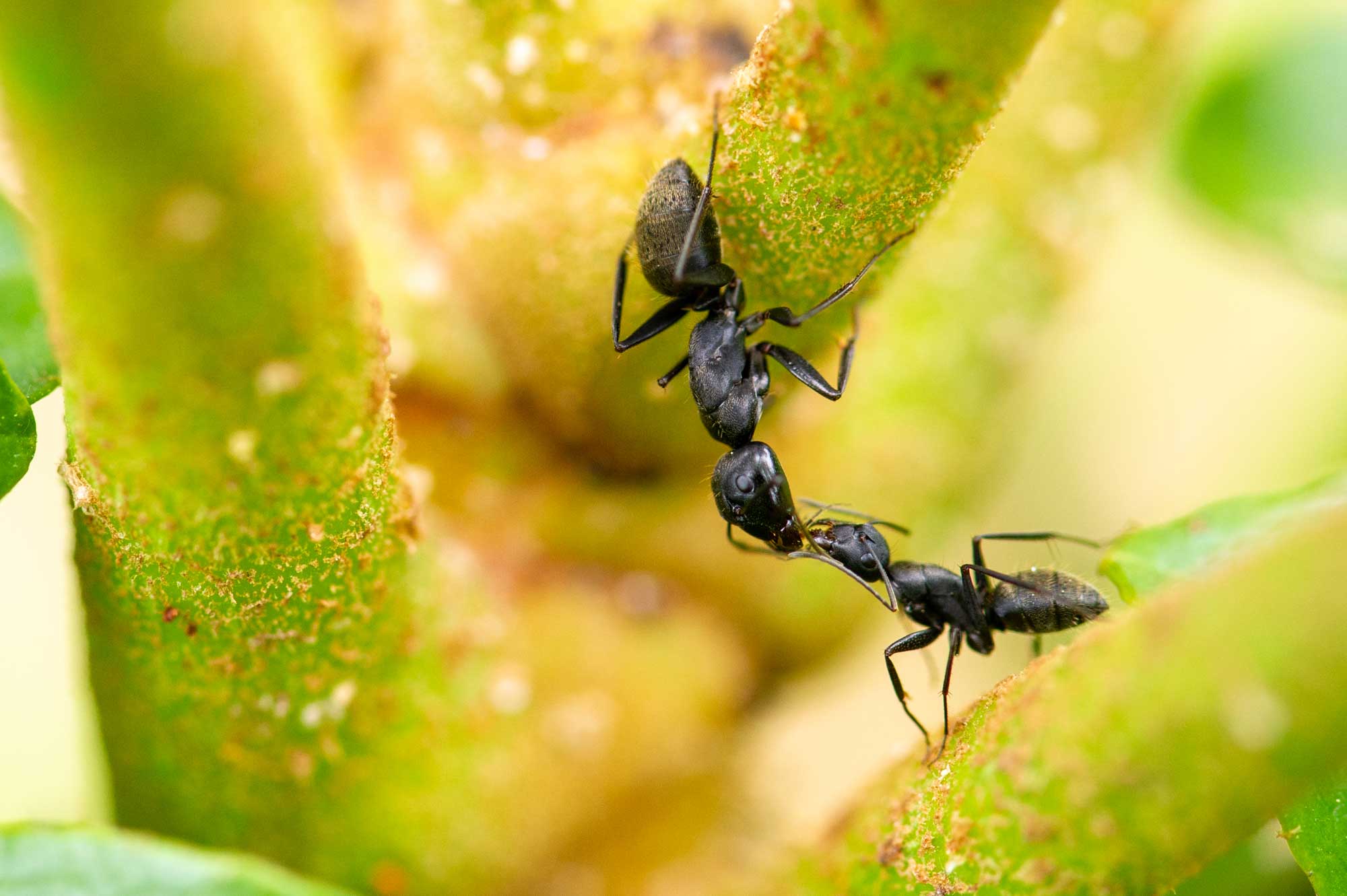 クロオオアリの特徴や結婚飛行をする女王アリの話も 虫の写真と生態なら昆虫写真図鑑 ムシミル