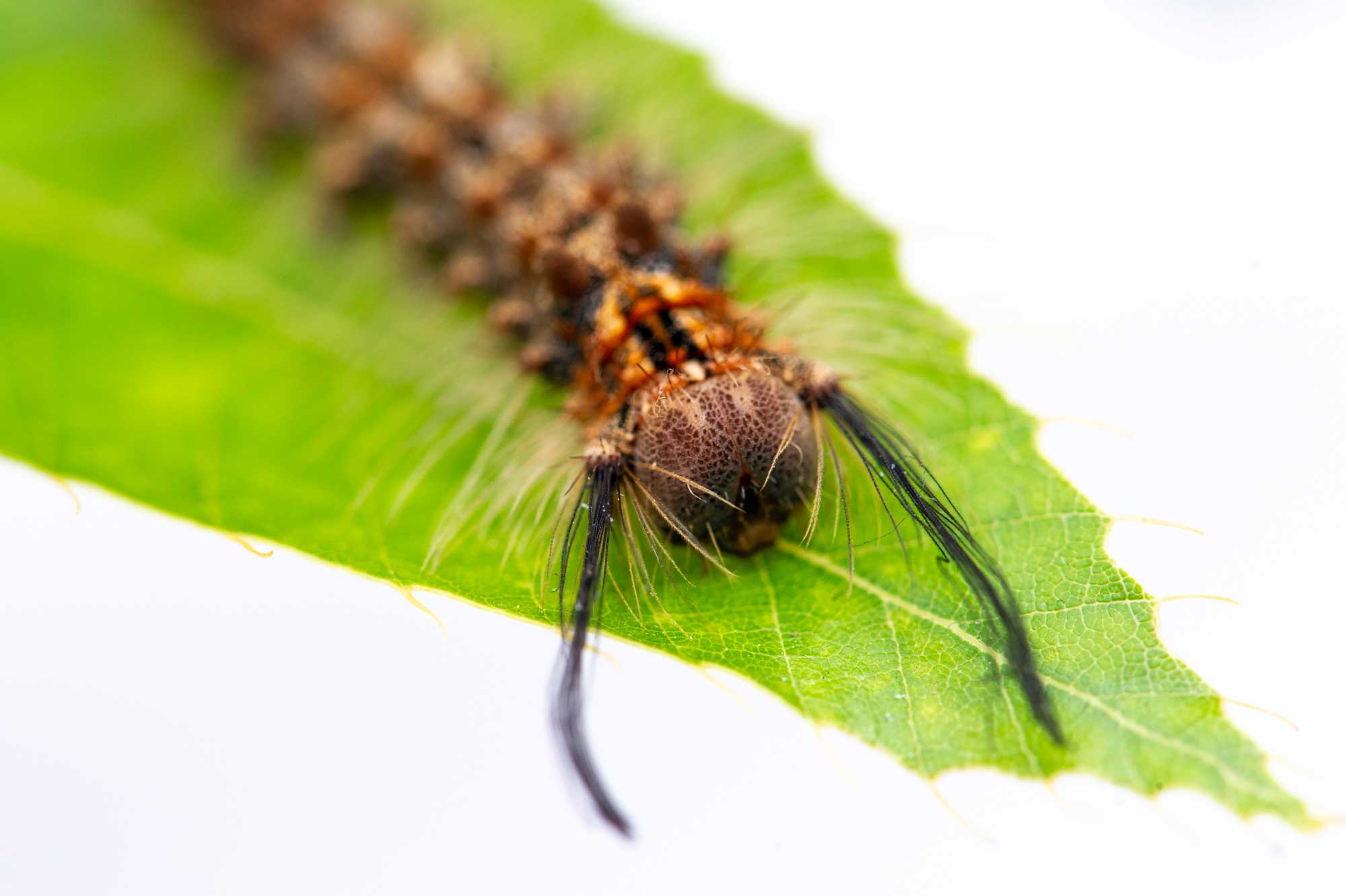 カシワマイマイの特徴や成長の様子まで 虫の写真と生態なら昆虫写真図鑑 ムシミル