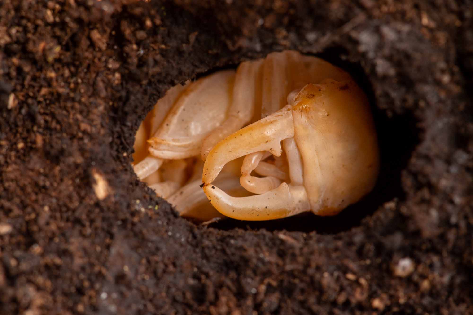 ヒラタクワガタの写真