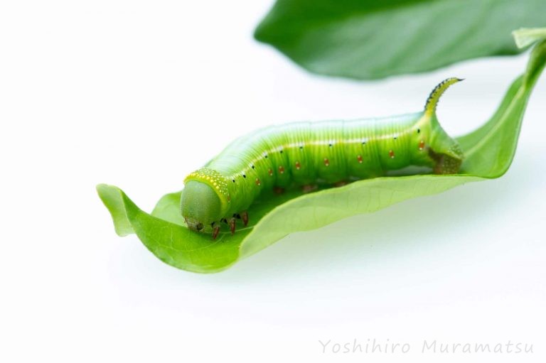 スズメガ特集！種類の紹介や特徴も | 昆虫写真図鑑 ムシミル