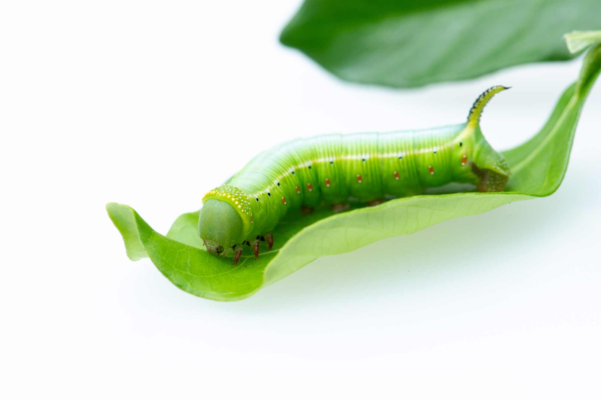 オオスカシバの幼虫の写真