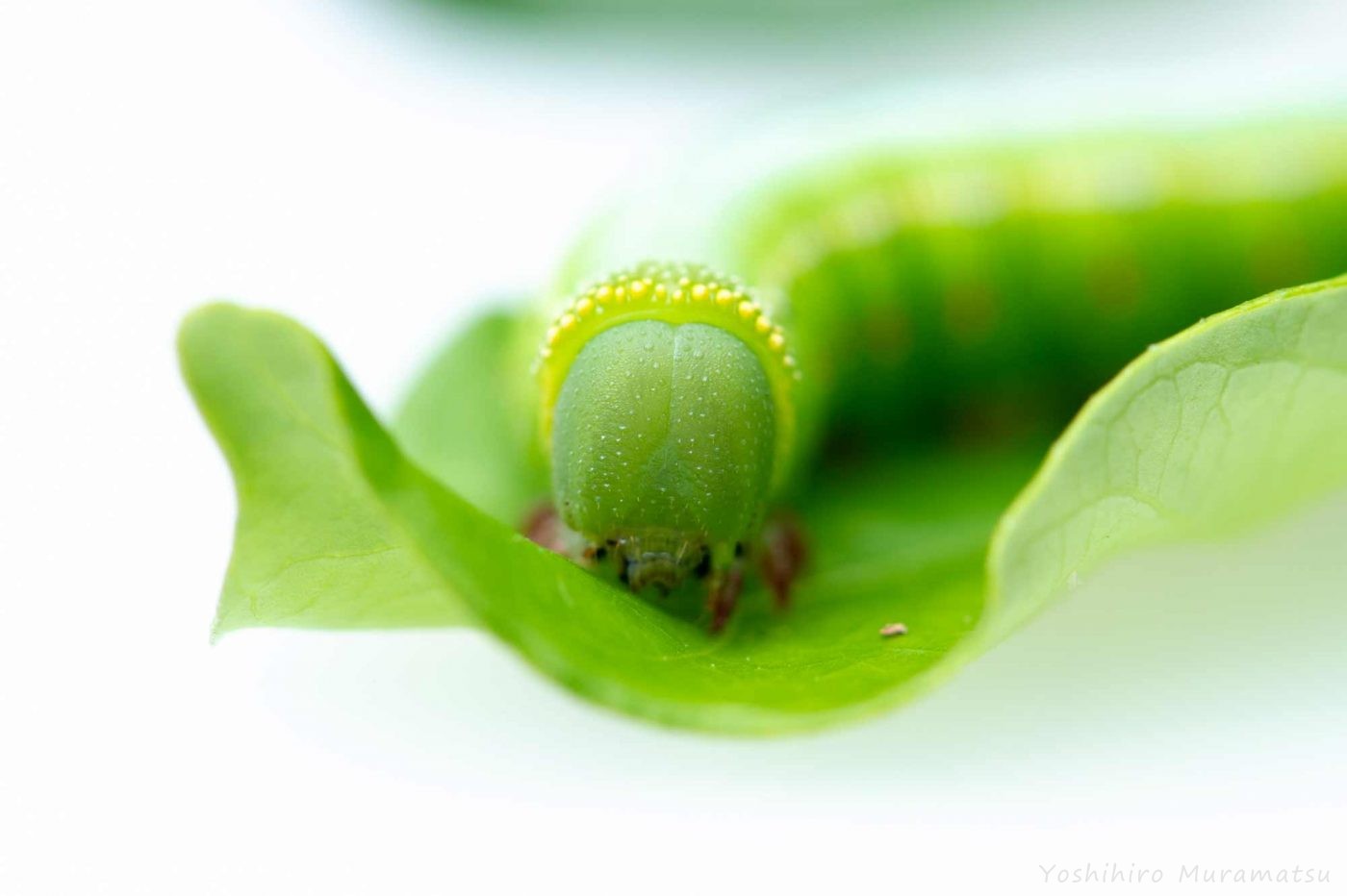 オオスカシバの幼虫の写真