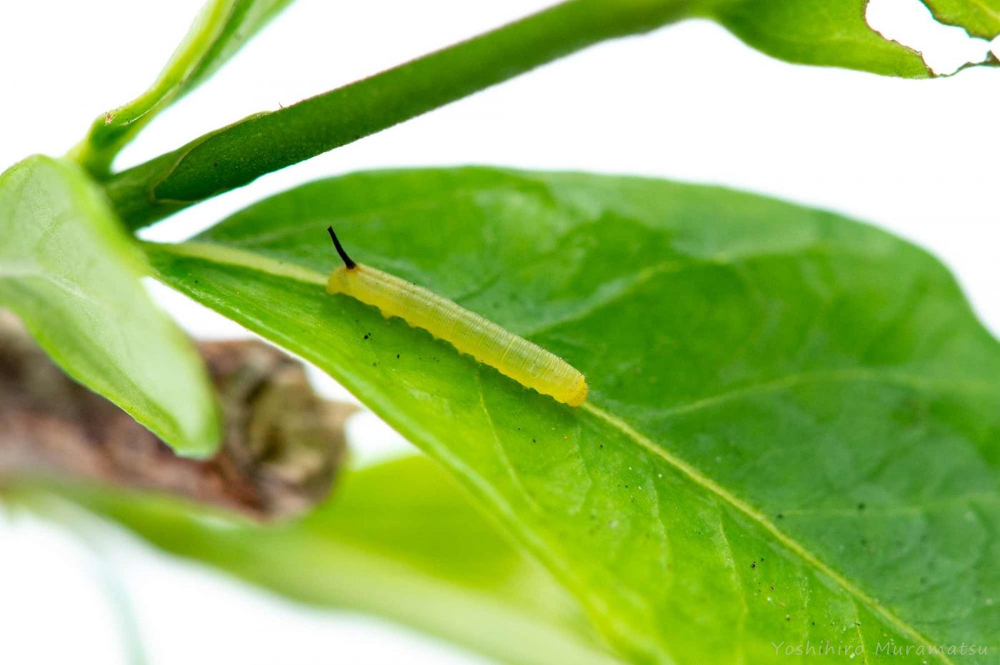 オオスカシバの幼虫の写真