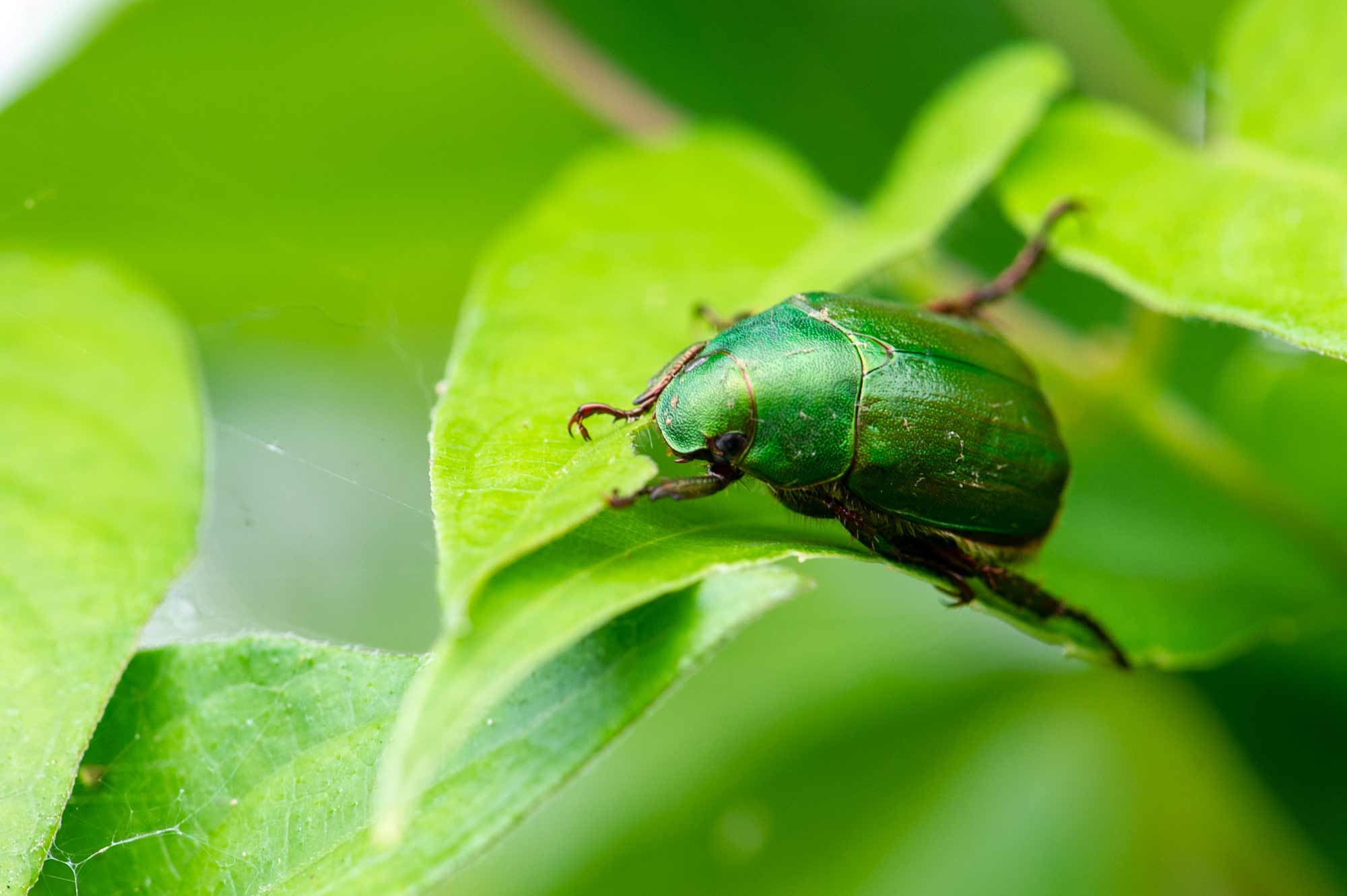 アオドウガネの特徴など 虫の写真と生態なら昆虫写真図鑑 ムシミル