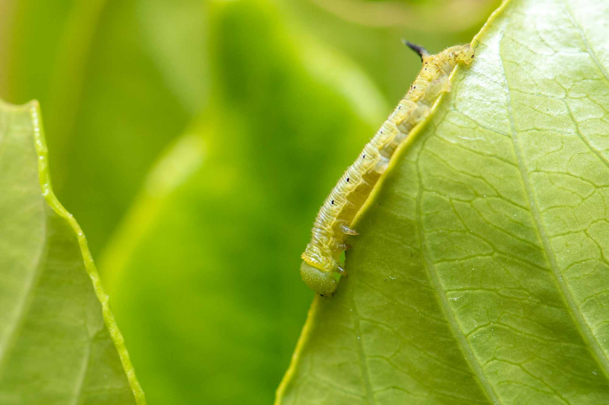 オオスカシバの特徴や成長 卵 幼虫 蛹 の様子も写真で紹介 虫の写真と生態なら昆虫写真図鑑 ムシミル