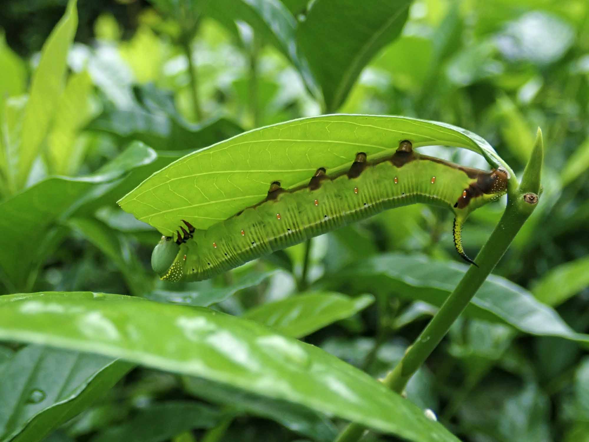 オオスカシバの特徴や成長 卵 幼虫 蛹 の様子も写真で紹介 虫の写真と生態なら昆虫写真図鑑 ムシミル