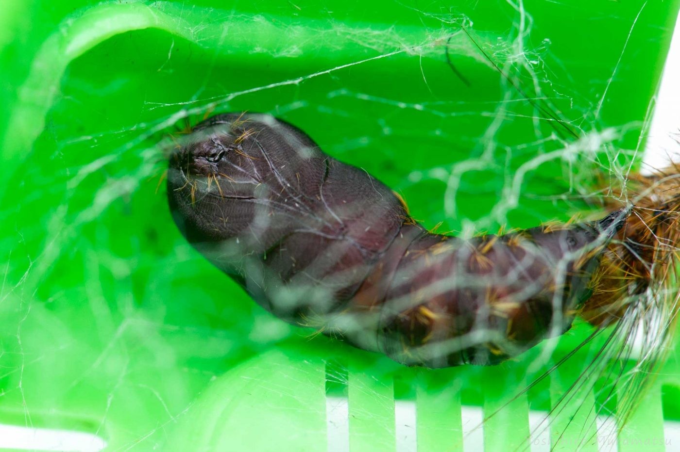 マイマイガの蛹（サナギ）の写真