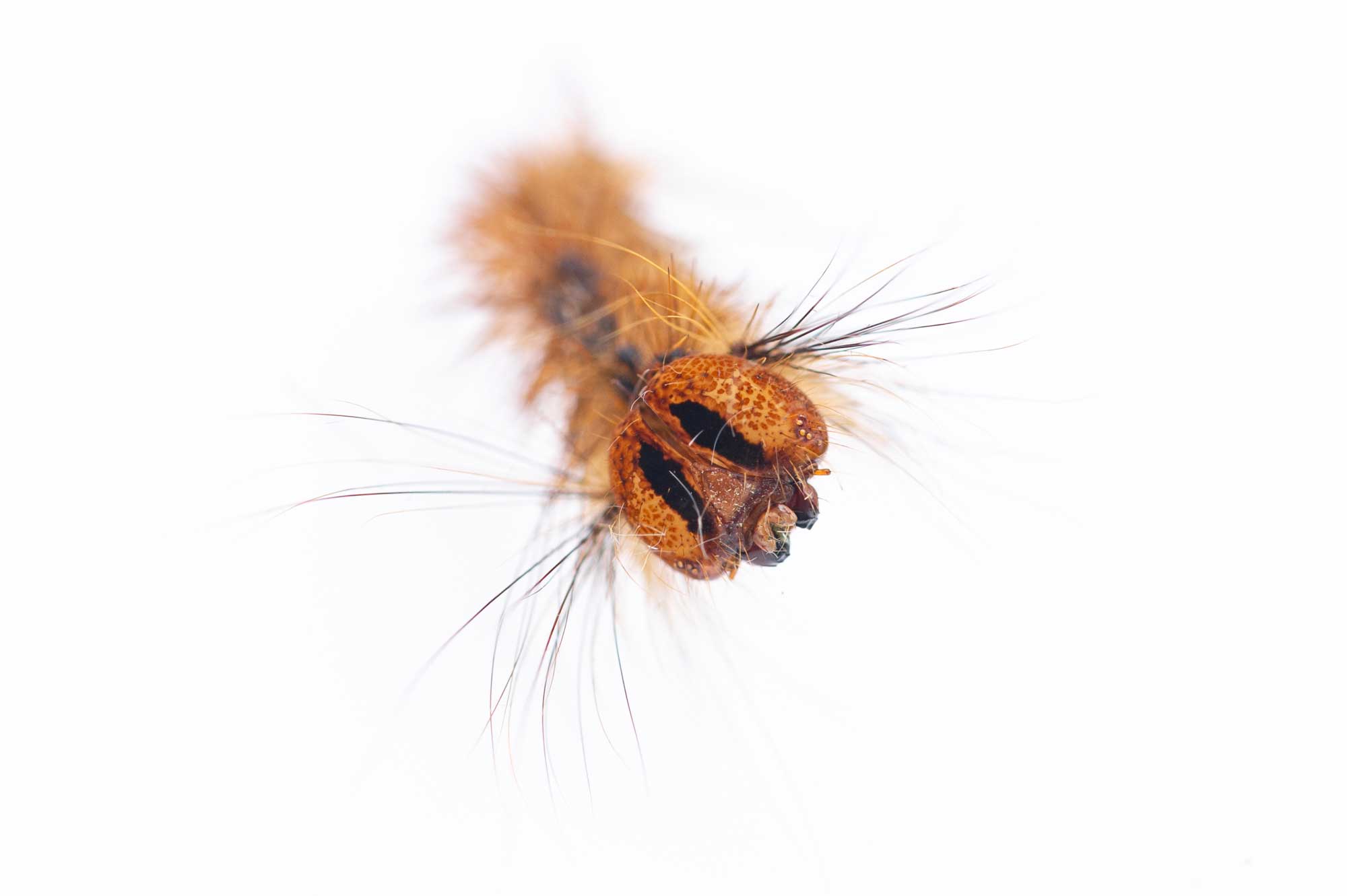 マイマイガの特徴や成長の様子まで 虫の写真と生態なら昆虫写真図鑑 ムシミル