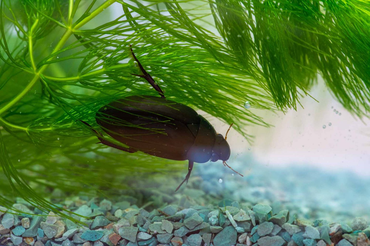 ガムシ科まとめ 牙虫図鑑 | 昆虫写真図鑑 ムシミル