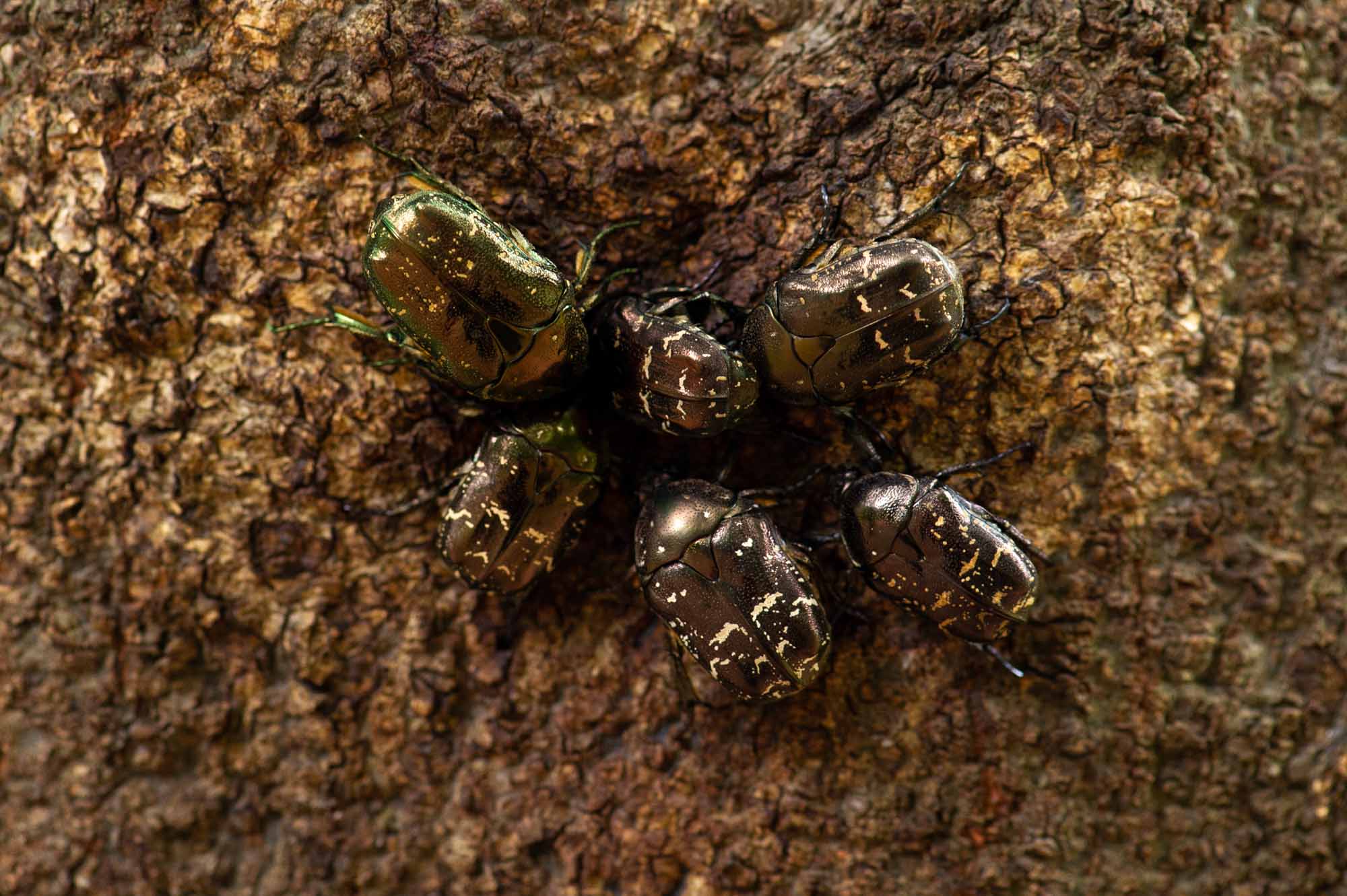 シラホシハナムグリの特徴や見分け方など 虫の写真と生態なら昆虫写真図鑑 ムシミル