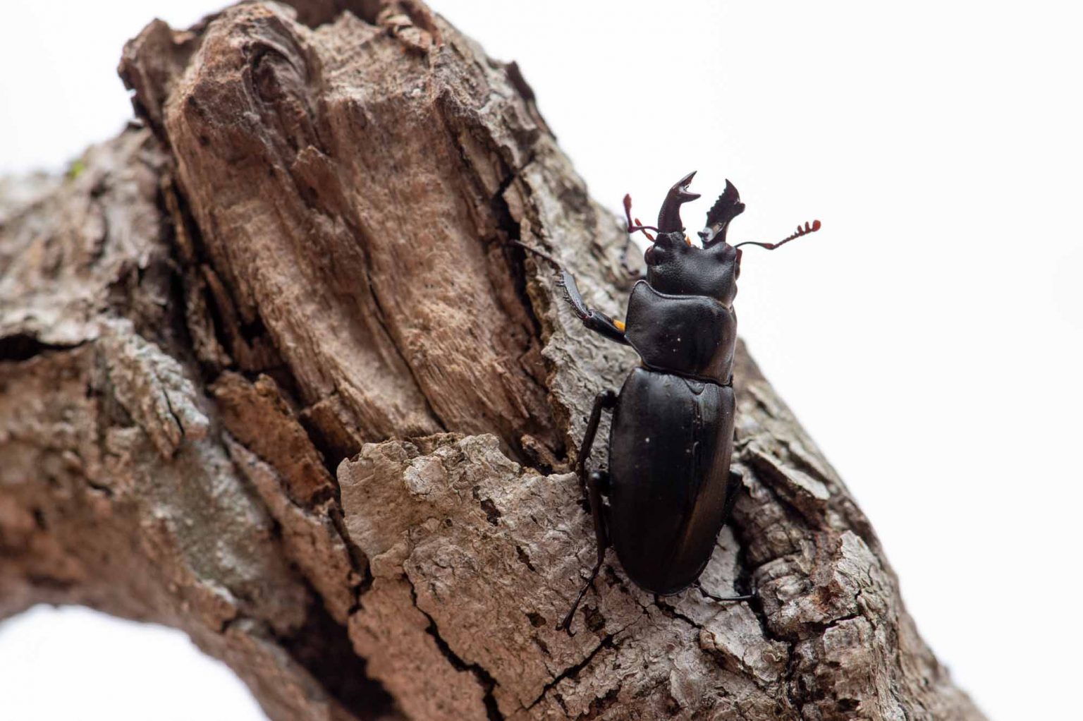 クワガタムシ特集!種類やカブトムシとの違い、レア度の紹介まで! | 昆虫写真図鑑 ムシミル