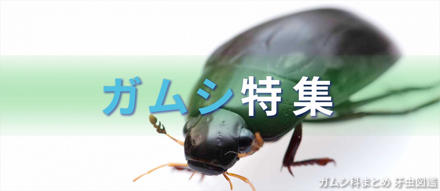 ガムシ | 虫の写真と生態なら昆虫写真図鑑「ムシミル」
