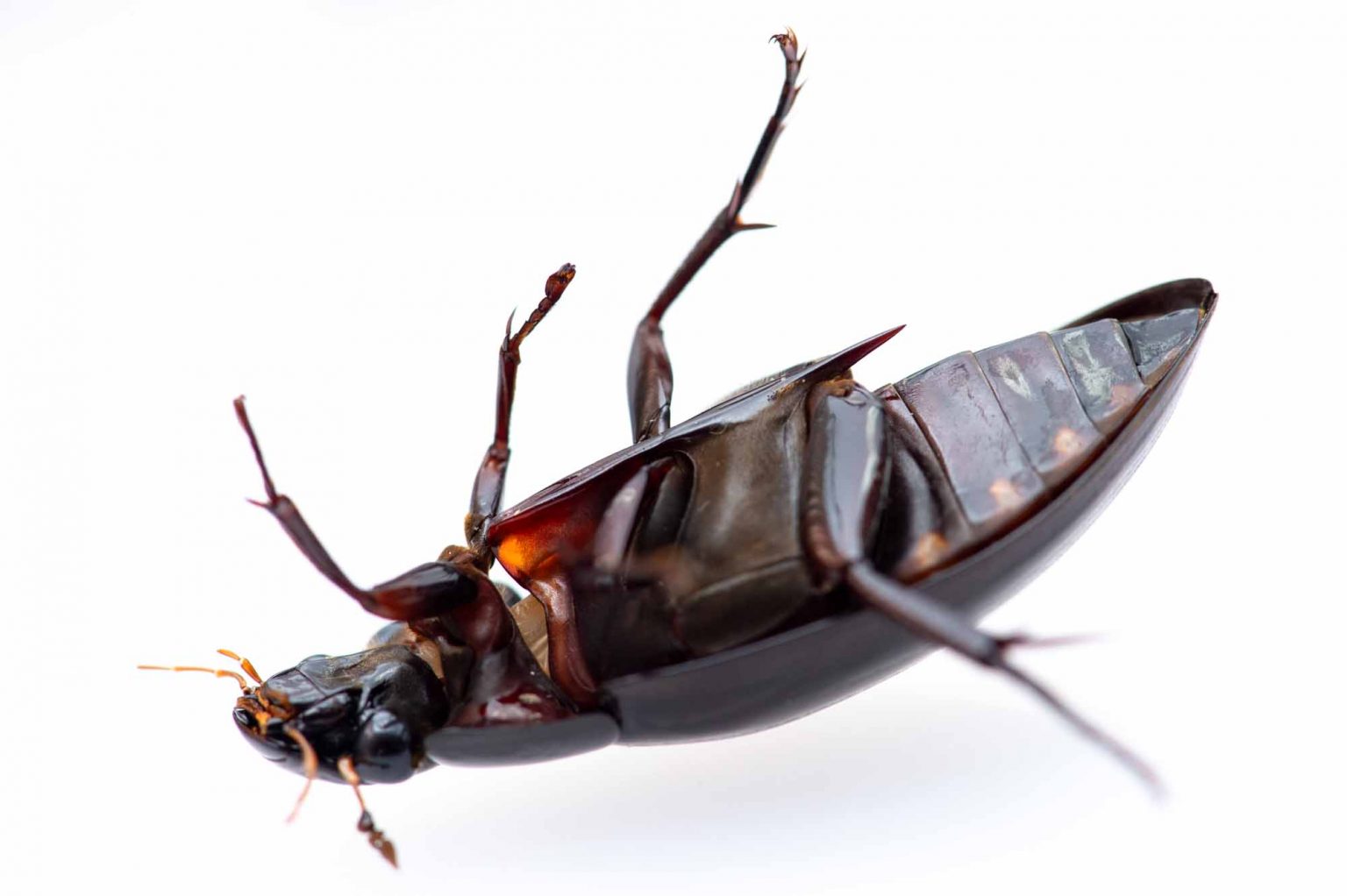 ガムシ 虫の写真と生態なら昆虫写真図鑑「ムシミル」