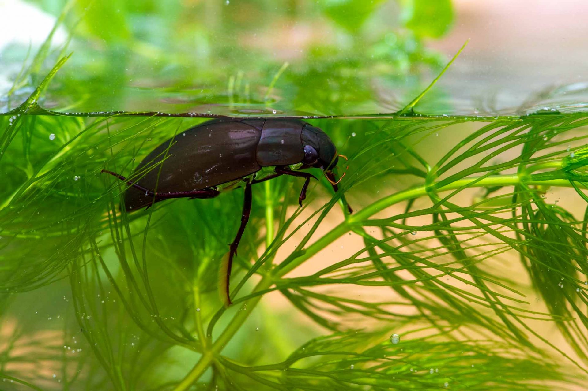 水辺で見られる昆虫たち | 昆虫写真図鑑 ムシミル