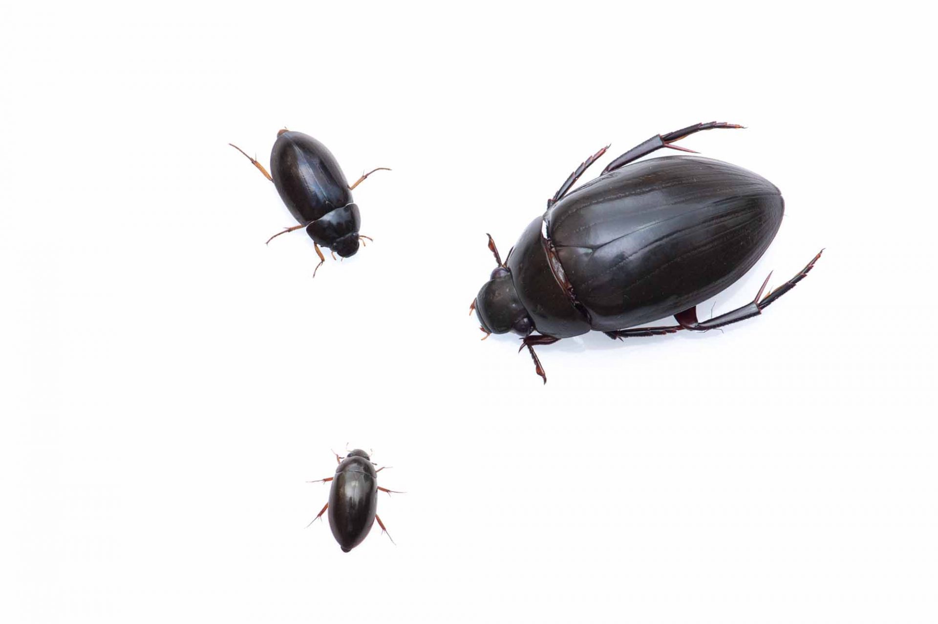ガムシ | 虫の写真と生態なら昆虫写真図鑑「ムシミル」