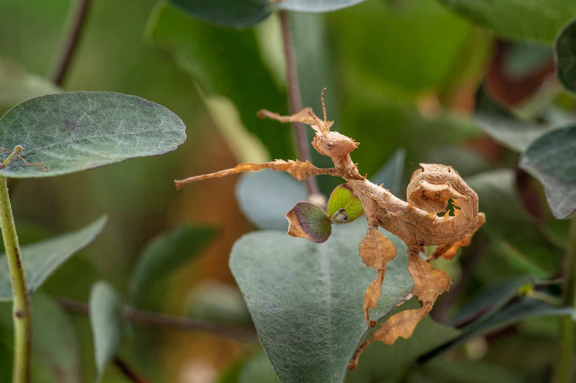 ユウレイヒレアシナナフシ | 虫の写真と生態なら昆虫写真図鑑「ムシミル」