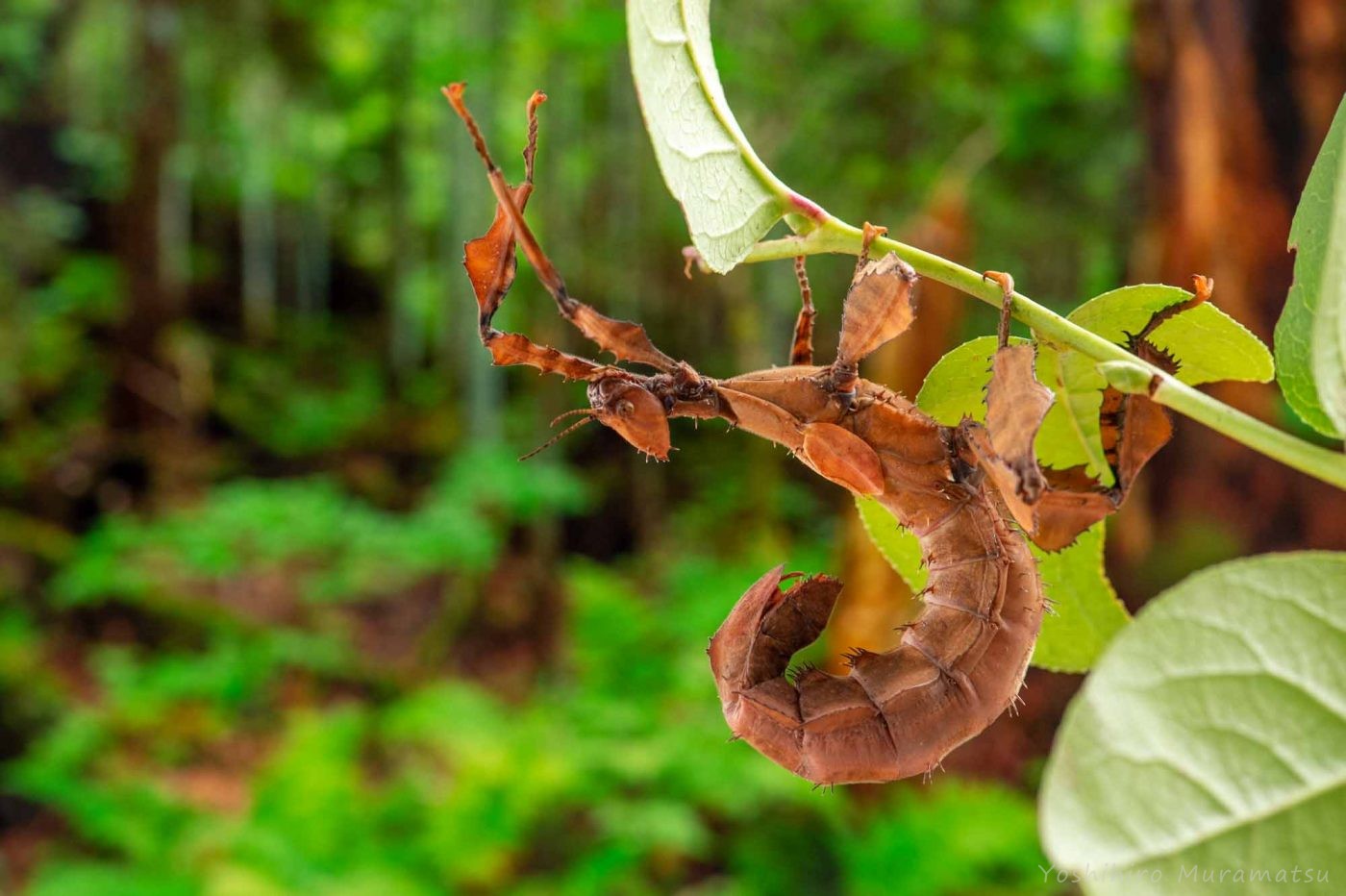 リオック（オバケコロギス） | 虫の写真と生態なら昆虫写真図鑑「ムシミル」