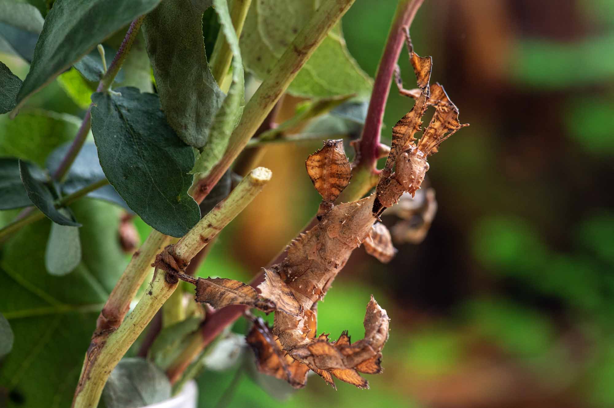 ユウレイヒレアシナナフシ | 虫の写真と生態なら昆虫写真図鑑「ムシミル」