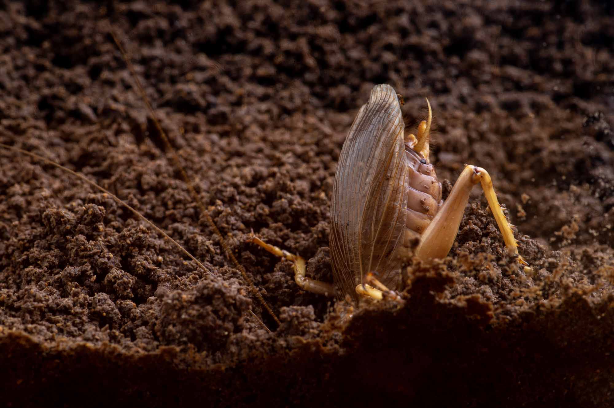 リオック（オバケコロギス） | 虫の写真と生態なら昆虫写真図鑑「ムシミル」